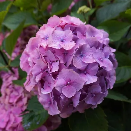 La Moutiniere, Luxury With Pool Villa *