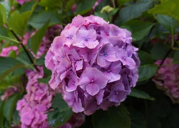 La Moutiniere, Luxury With Pool Vila *